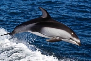 From Faro: Dolphin Watching & 2 Islands Tour