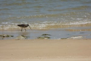 From Faro: Dolphin Watching & 2 Islands Tour