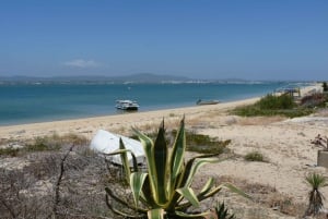 From Faro: Dolphin Watching & 2 Islands Tour