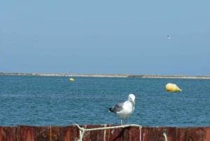 From Faro: Dolphin Watching & 2 Islands Tour