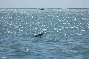 From Faro: Dolphin Watching & 2 Islands Tour