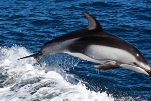 From Faro: Dolphin Watching & 2 Islands Tour
