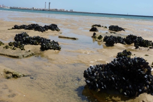 From Faro: Dolphin Watching & 2 Islands Tour