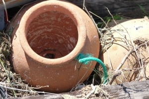 From Faro: Dolphin Watching & 2 Islands Tour