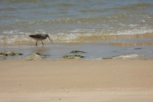 From Faro: Dolphin Watching & 2 Islands Tour