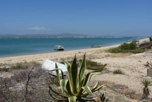 From Faro: Dolphin Watching & 2 Islands Tour