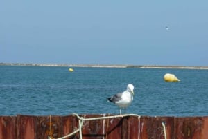 From Faro: Dolphin Watching & 2 Islands Tour