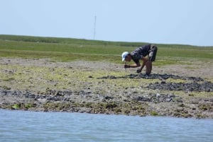 From Faro: Dolphin Watching & 2 Islands Tour