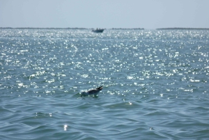 From Faro: Dolphin Watching & 2 Islands Tour