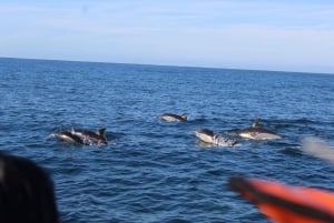 From Faro: Dolphin-Watching & Wildlife