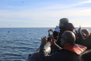 From Faro: Dolphin-Watching & Wildlife