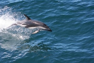 From Faro: Dolphin-Watching & Wildlife