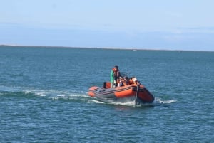 From Faro: Dolphin-Watching & Wildlife