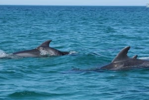 From Faro: Dolphin-Watching & Wildlife