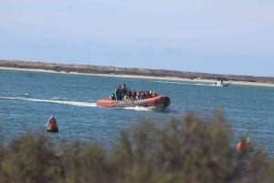 From Faro: Dolphin-Watching & Wildlife