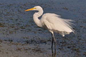 From Faro: Private Tour in Ria Formosa