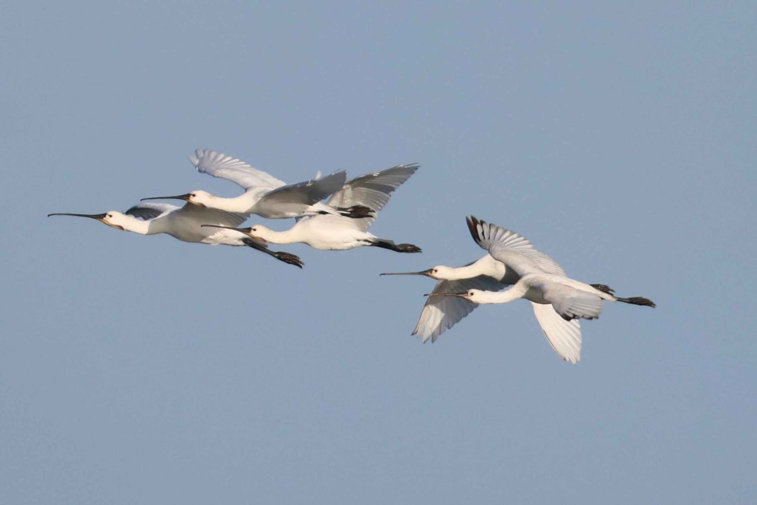 From Faro: Ria Formosa Eco Tour guided by Marine Biologist