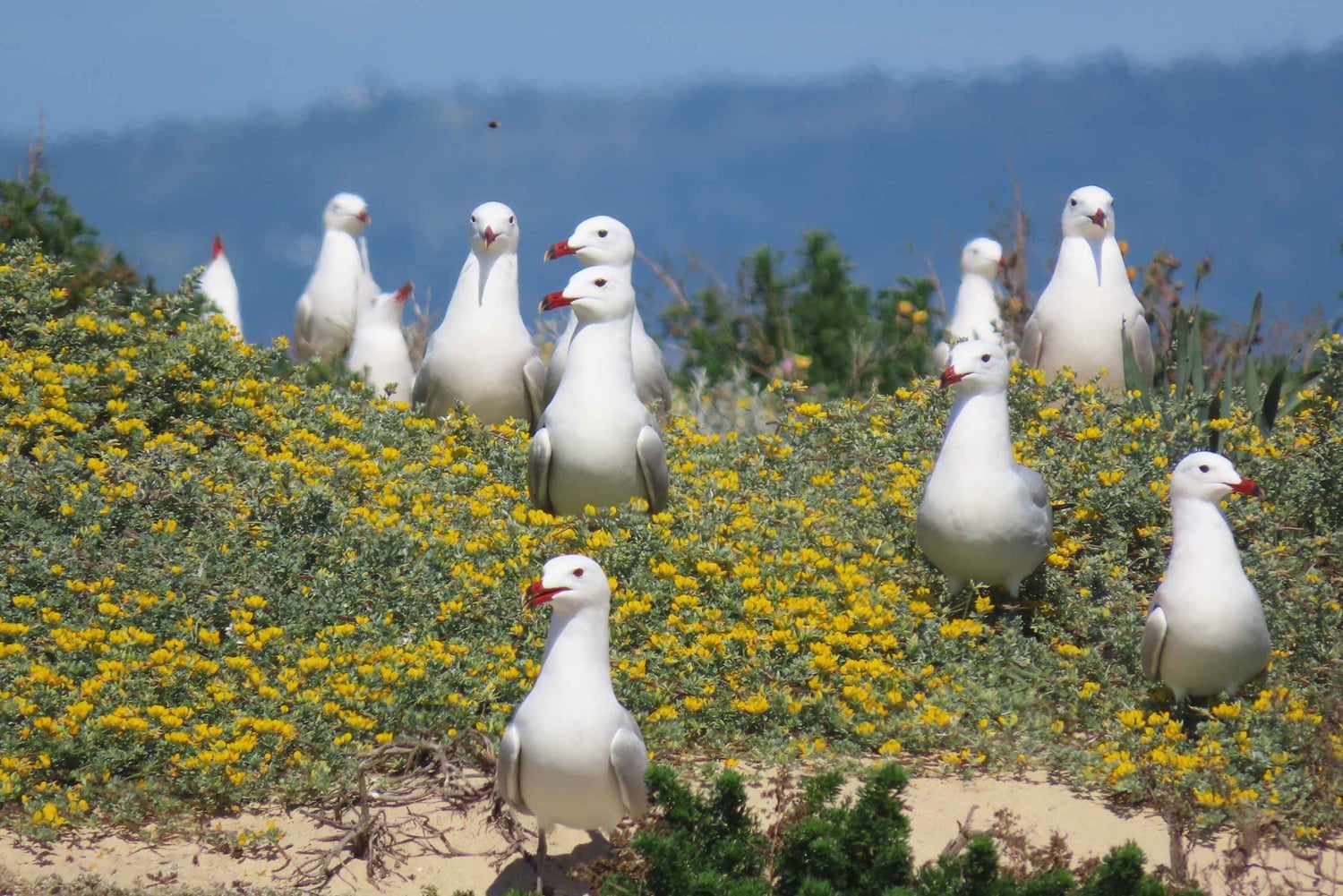 From Faro: Ria Formosa Eco Tour guided by Marine Biologist