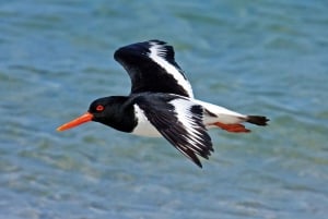 From Faro: Ria Formosa Eco Tour guided by Marine Biologist