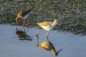 Von Faro aus: Ria Formosa Eco Tour mit Meeresbiologe