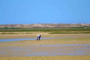 Von Faro aus: Ria Formosa Eco Tour mit Meeresbiologe