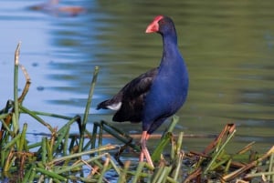 From Faro: Ria Formosa Eco Tour guided by Marine Biologist