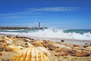 Von Faro aus: Ria Formosa Eco Tour mit Meeresbiologe