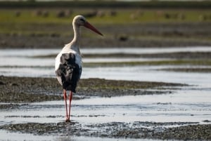 From Faro: Ria Formosa Eco Tour guided by Marine Biologist