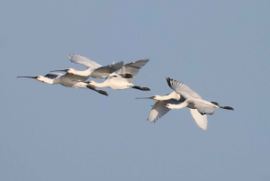 From Faro: Ria Formosa Eco Tour guided by Marine Biologist