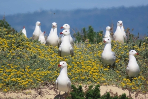 From Faro: Ria Formosa Eco Tour guided by Marine Biologist