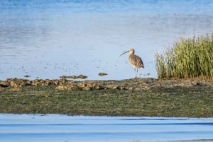 From Faro: Ria Formosa Eco Tour guided by Marine Biologist