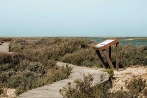 From Faro: Ria Formosa Eco Tour guided by Marine Biologist