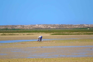 From Faro: Ria Formosa Eco Tour guided by Marine Biologist