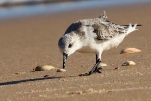 From Faro: Ria Formosa Eco Tour guided by Marine Biologist