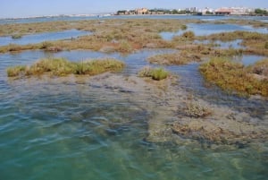 From Faro: Ria Formosa Lagoon Boat Tour with Local Guide