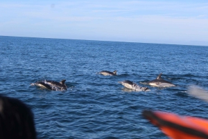 From Faro: Wildlife and Dolphin-Watching Speedboat Tour