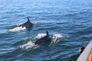 From Faro: Wildlife and Dolphin-Watching Speedboat Tour