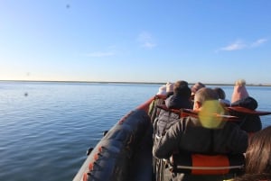 From Faro: Wildlife and Dolphin-Watching Speedboat Tour