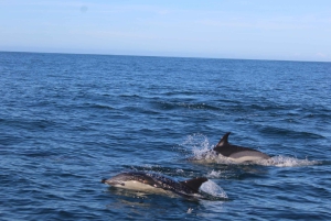 From Faro: Wildlife and Dolphin-Watching Speedboat Tour