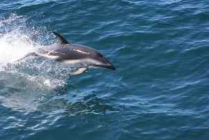 From Faro: Wildlife and Dolphin-Watching Speedboat Tour