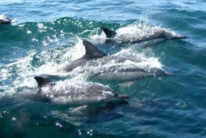 From Faro: Wildlife and Dolphin-Watching Speedboat Tour