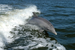 From Faro: Wildlife and Dolphin-Watching Speedboat Tour