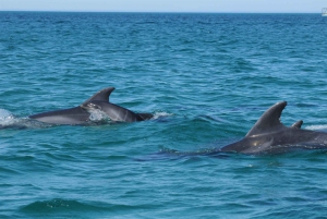 From Faro: Wildlife and Dolphin-Watching Speedboat Tour