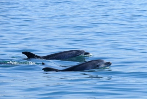 From Faro: Wildlife and Dolphin-Watching Speedboat Tour