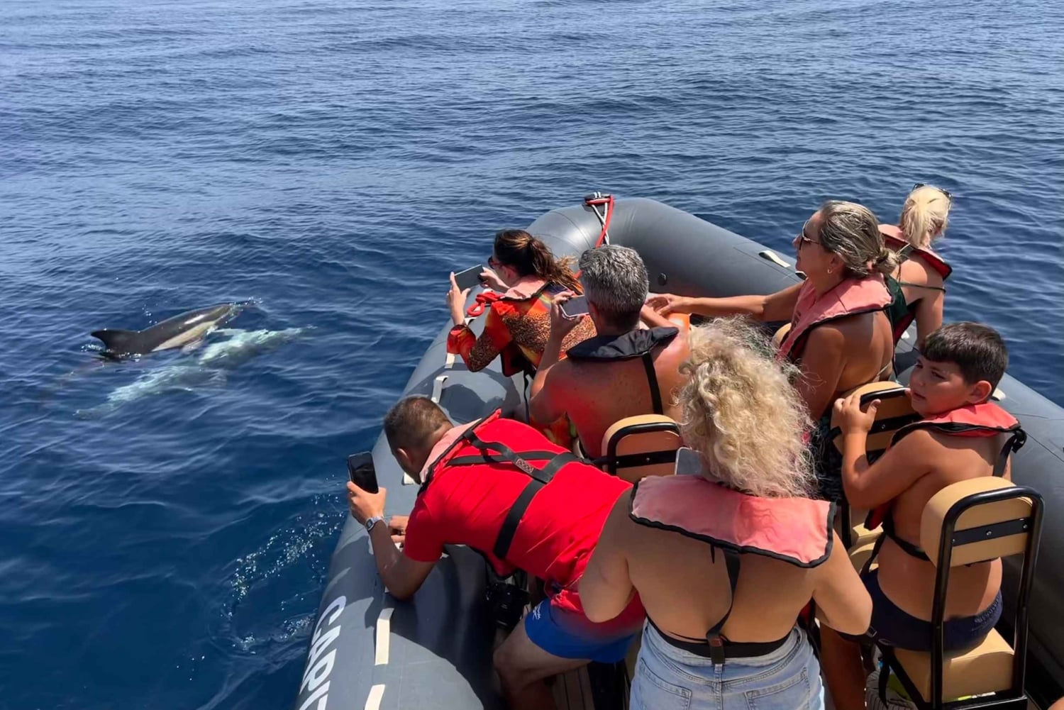 From Lagoa: Dolphins & Ponta da Piedade with biologist guide