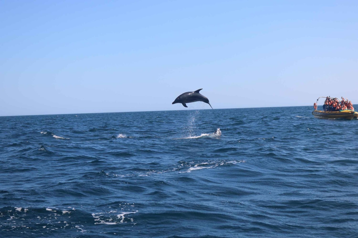 From Lagoa: Dolphins & Ponta da Piedade with biologist guide