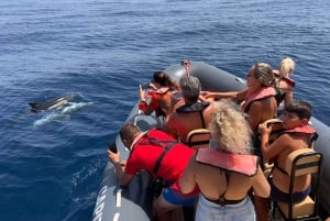 From Lagoa: Dolphins & Ponta da Piedade with biologist guide