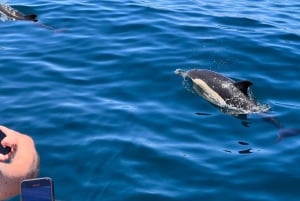 From Lagoa: Dolphins & Ponta da Piedade with biologist guide