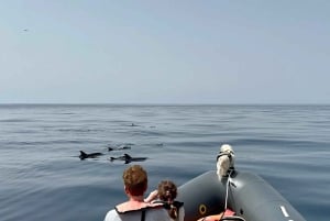From Lagoa: Dolphins & Ponta da Piedade with biologist guide