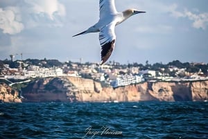 From Lagoa: Dolphins & Ponta da Piedade with biologist guide